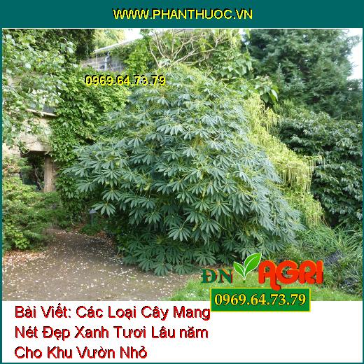 Các Loại Cây Mang Nét Đẹp Xanh Tươi Lâu năm Cho Khu Vườn Nhỏ