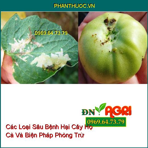 Các Loại Sâu Bệnh Hại Cây Họ Cà Và Biện Pháp Phòng Trừ