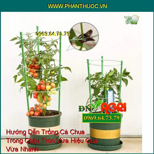 Hướng Dẫn Trồng Cà Chua Trong Chậu Tròn Vừa Hiệu Quả Vừa Nhanh