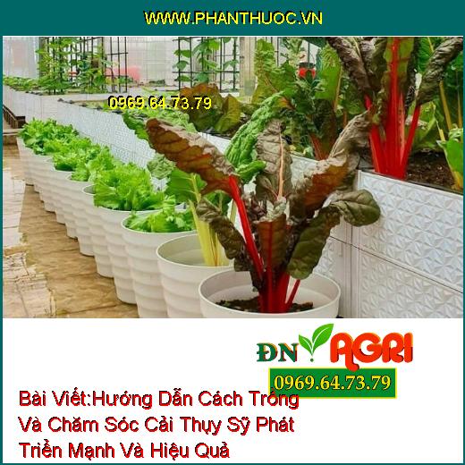 Hướng Dẫn Cách Trồng Và Chăm Sóc Cải Thụy Sỹ Phát Triển Mạnh Và Hiệu Quả