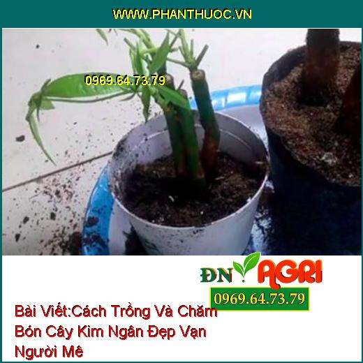 Cách Trồng Và Chăm Bón Cây Kim Ngân Đẹp Vạn Người Mê