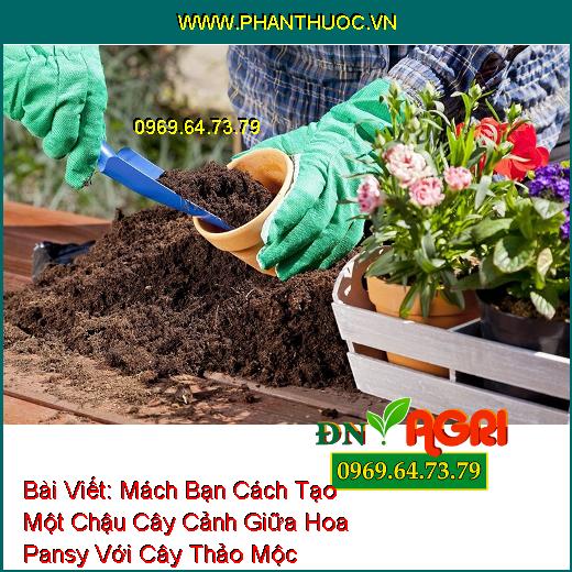 Mách Bạn Cách Tạo Một Chậu Cây Cảnh Giữa Hoa Pansy Với Cây Thảo Mộc