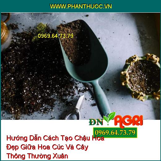 Hướng Dẫn Cách Tạo Chậu Hoa Đẹp Giữa Hoa Cúc Và Cây Thông Thường Xuân