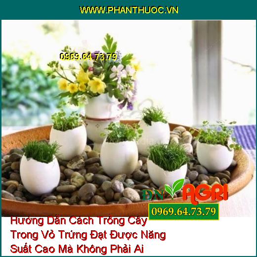 Hướng Dẫn Cách Trồng Cây Trong Vỏ Trứng Đạt Được Năng Suất Cao Mà Không Phải Ai Cũng Biết