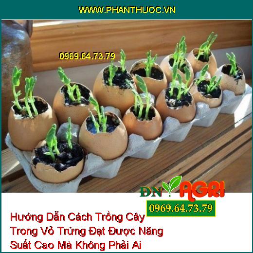 Hướng Dẫn Cách Trồng Cây Trong Vỏ Trứng Đạt Được Năng Suất Cao Mà Không Phải Ai Cũng Biết