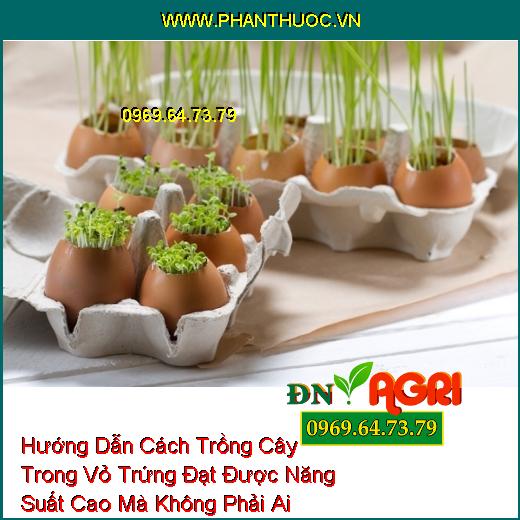 Hướng Dẫn Cách Trồng Cây Trong Vỏ Trứng Đạt Được Năng Suất Cao Mà Không Phải Ai Cũng Biết