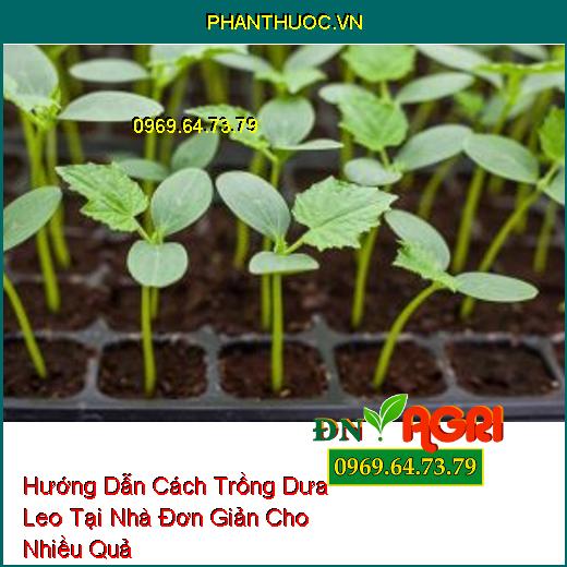 Hướng Dẫn Cách Trồng Dưa Leo Tại Nhà Đơn Giản Cho Nhiều Quả