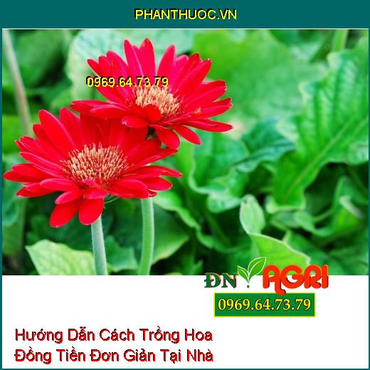 Hướng Dẫn Cách Trồng Hoa Đồng Tiền Đơn Giản Tại Nhà