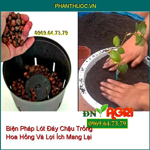 Biện Pháp Lót Đáy Chậu Trồng Hoa Hồng Và Lợi Ích Mang Lại