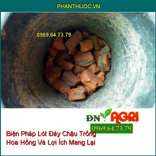 Biện Pháp Lót Đáy Chậu Trồng Hoa Hồng Và Lợi Ích Mang Lại