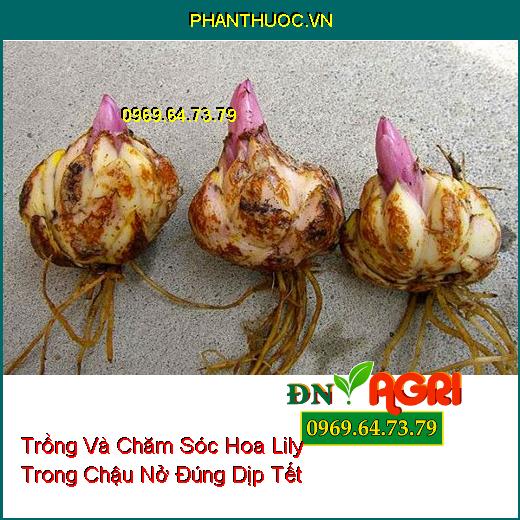 Trồng Và Chăm Sóc Hoa Lily Trong Chậu Nở Đúng Dịp Tết