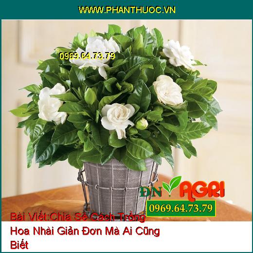 Chia Sẻ Cách Trồng Hoa Nhài Giản Đơn Mà Ai Cũng Biết