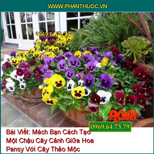 Mách Bạn Cách Tạo Một Chậu Cây Cảnh Giữa Hoa Pansy Với Cây Thảo Mộc