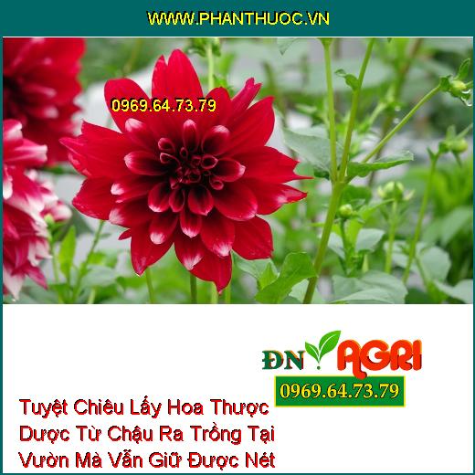 Tuyệt Chiêu Lấy Hoa Thược Dược Từ Chậu Ra Trồng Tại Vườn Mà Vẫn Giữ Được Nét Đẹp Rạng Rỡ