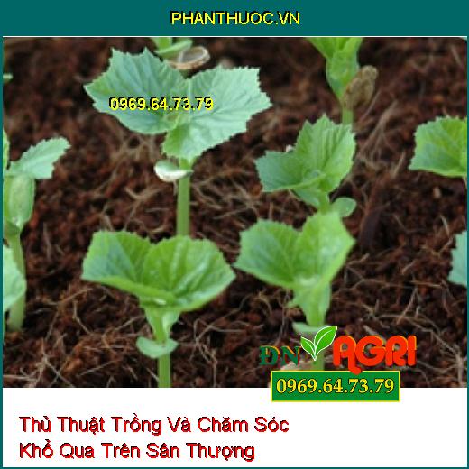 Thủ Thuật Trồng Và Chăm Sóc Khổ Qua Trên Sân Thượng 