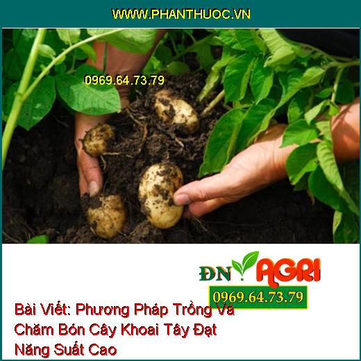 Phương Pháp Trồng Và Chăm Bón Cây Khoai Tây Đạt Năng Suất Cao