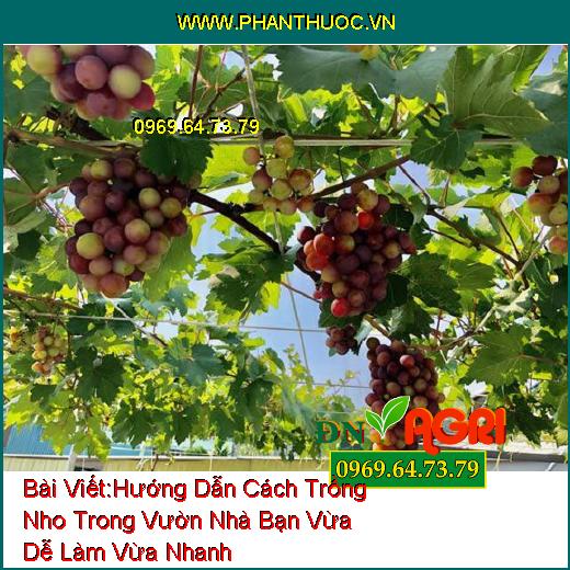 Hướng Dẫn Cách Trồng Nho Trong Vườn Nhà Bạn Vừa Dễ Làm Vừa Nhanh