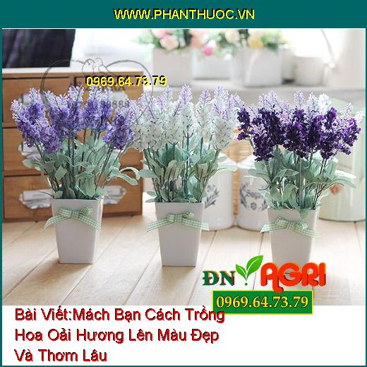 Mách Bạn Cách Trồng Hoa Oải Hương (Lavender) Lên Màu Đẹp Và Thơm Lâu