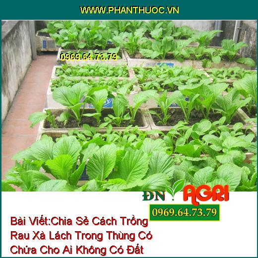 Chia Sẻ Cách Trồng Rau Xà Lách Trong Thùng Có Chứa Cho Ai Không Có Đất Trồng