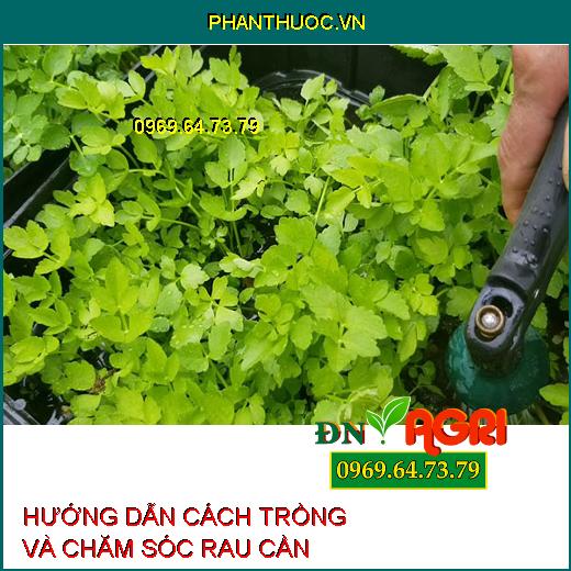 HƯỚNG DẪN CÁCH TRỒNG VÀ CHĂM SÓC RAU CẦN