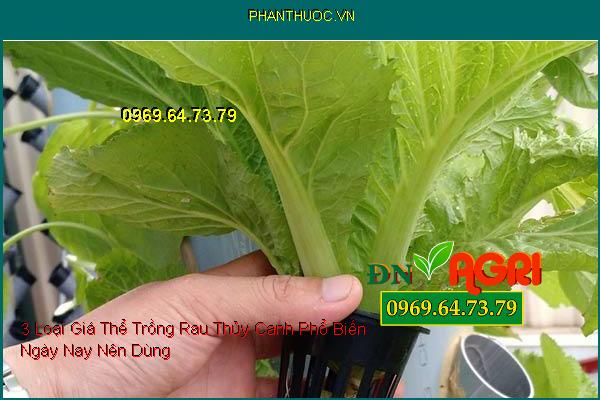 3 Loại Giá Thể Trồng Rau Thủy Canh Phổ Biến Ngày Nay Nên Dùng