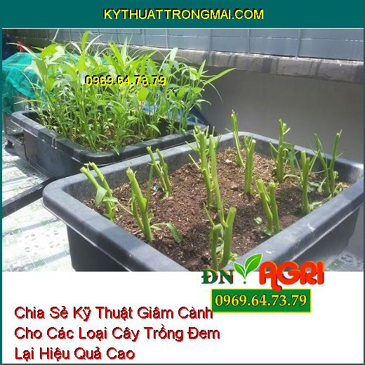 Chia Sẻ Kỹ Thuật Giâm Cành Cho Các Loại Cây Trồng Đem Lại hiệu Quả Cao