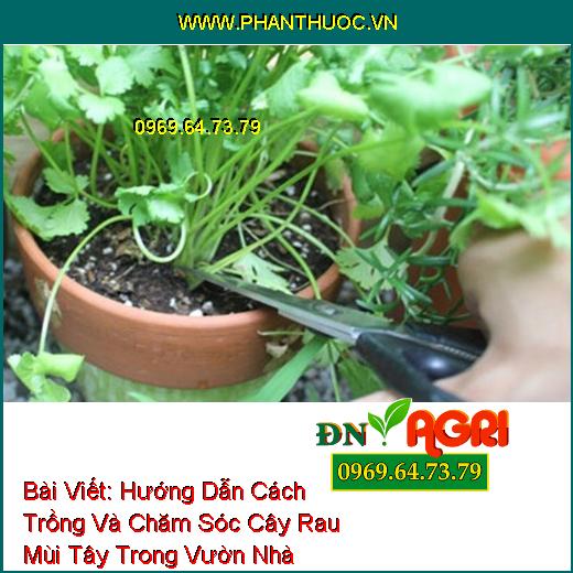 Hướng Dẫn Cách Trồng Và Chăm Sóc Cây Rau Mùi Tây Trong Vườn Nhà