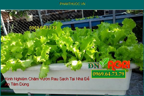 Kinh Nghiệm Chăm Vườn Rau Sạch Tại Nhà Để An Tâm Dùng