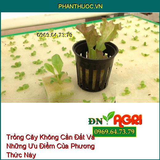 Trồng Cây Không Cần Đất Và Những Ưu Điểm Của Phương Thức Này