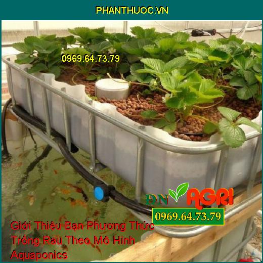 Giới Thiệu Bạn Phương Thức Trồng Rau Theo Mô Hình Aquaponics