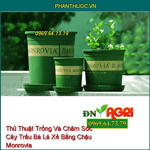 Thủ Thuật Trồng Và Chăm Sóc Cây Trầu Bà Lá Xẻ Bằng Chậu Monrovia