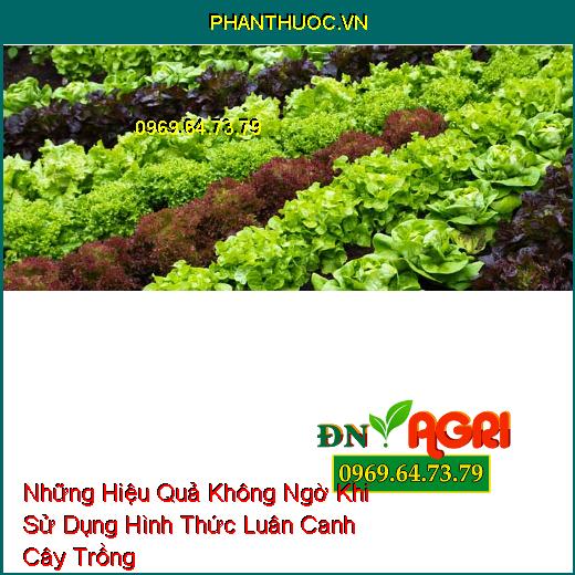 Những Hiệu Quả Không Ngờ Khi Sử Dụng Hình Thức Luân Canh Cây Trồng