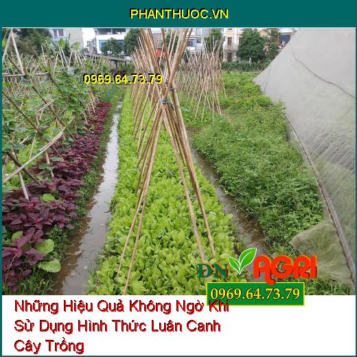 Những Hiệu Quả Không Ngờ Khi Sử Dụng Hình Thức Luân Canh Cây Trồng