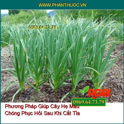 Phương Pháp Giúp Cây Hẹ Mau Chóng Phục Hồi Sau Khi Cắt Tỉa