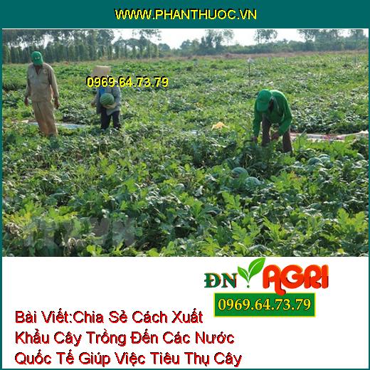 Chia Sẻ Cách Xuất Khẩu Cây Trồng Đến Các Nước Quốc Tế Giúp Việc Tiêu Thụ Cây Trong Vườn Diễn Ra Thuận Lợi