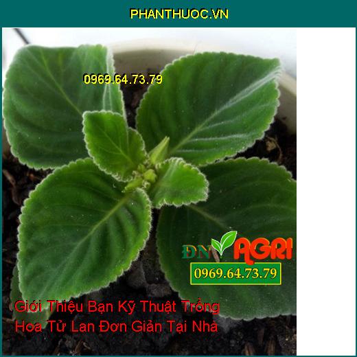 Giới Thiệu Bạn Kỹ Thuật Trồng Hoa Tử La Lan Đơn Giản Tại Nhà