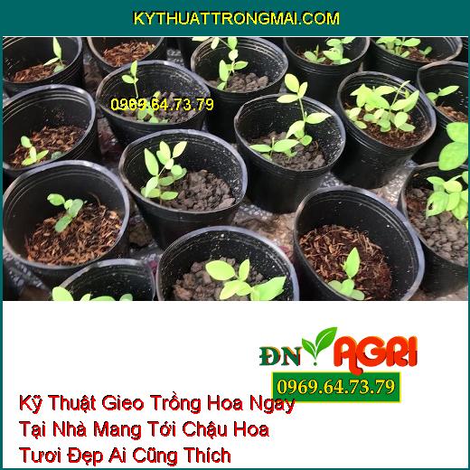 Kỹ Thuật Gieo Trồng Hoa Ngay Tại Nhà Mang Tới Chậu Hoa Tươi Đẹp Ai Cũng Thích