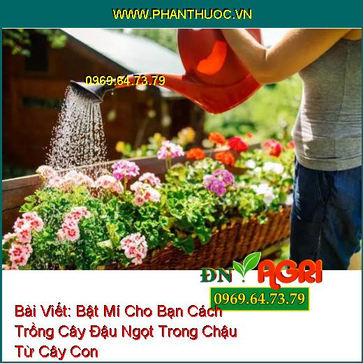 Bật Mí Cho Bạn Cách Trồng Cây Đậu Ngọt Trong Chậu Từ Cây Con