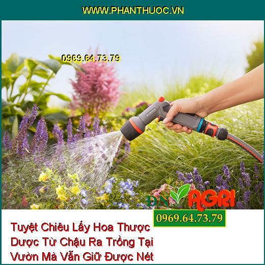 Tuyệt Chiêu Lấy Hoa Thược Dược Từ Chậu Ra Trồng Tại Vườn Mà Vẫn Giữ Được Nét Đẹp Rạng Rỡ