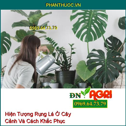 Hiện Tượng Rụng Lá Ở Cây Cảnh Và Cách Khắc Phục