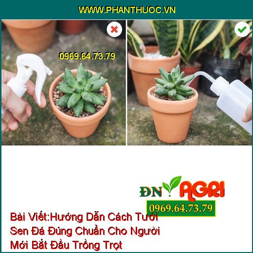 Hướng Dẫn Cách Tưới Sen Đá Đúng Chuẩn Cho Người Mới Bắt Đầu Trồng Trọt