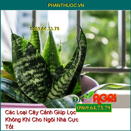 Các Loại Cây Cảnh Giúp Lọc Không Khí Cho Ngôi Nhà Cực Tốt