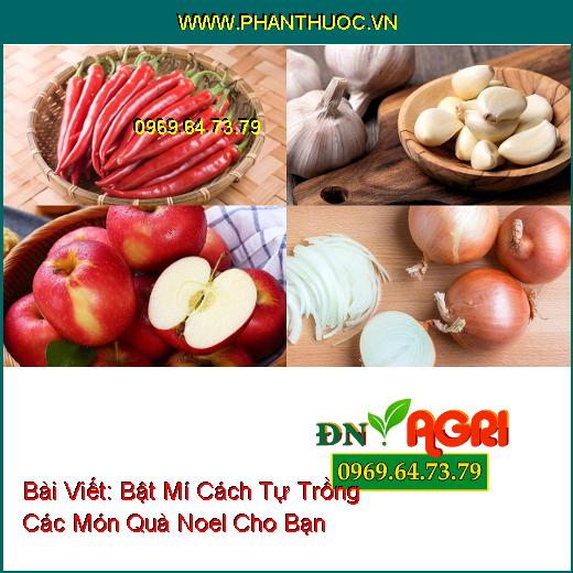 Bật Mí Cách Tự Trồng Các Món Quà Noel Cho Bạn