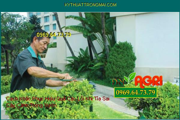 Cách Khắc Phục Hiệu Quả Các Lỗi Khi Tỉa Sai Cây Cảnh Trong Vườn