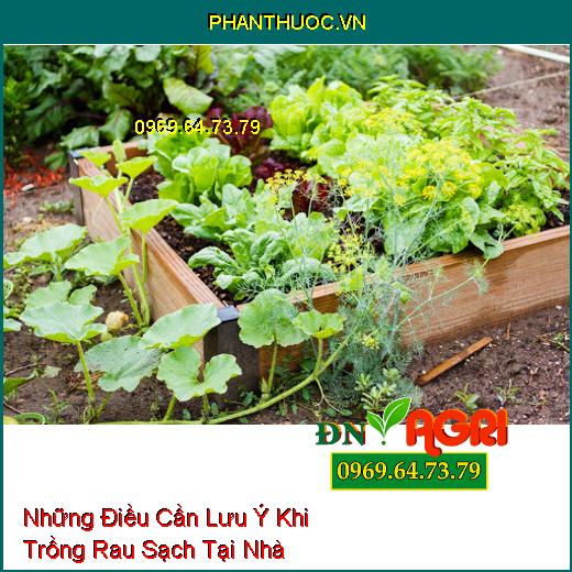 Những Điều Cần Lưu Ý Khi Trồng Rau Sạch Tại Nhà