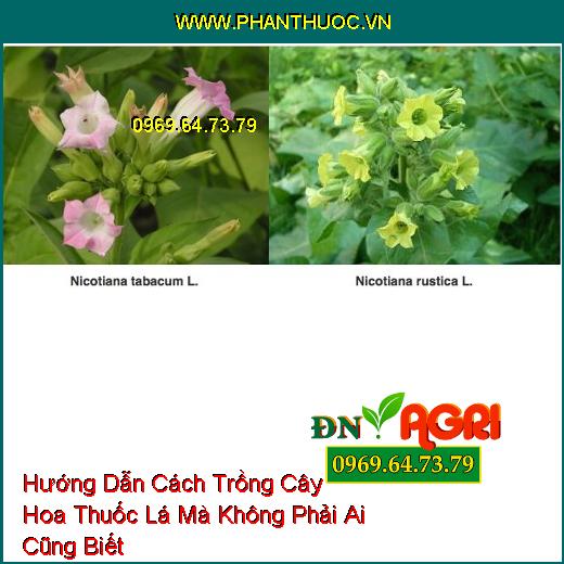 Hướng Dẫn Cách Trồng Cây Hoa Thuốc Lá Mà Không Phải Ai Cũng Biết