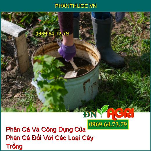 Phân Cá Và Công Dụng Của Phân Cá Đối Với Các Loại Cây Trồng