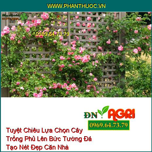 Tuyệt Chiêu Lựa Chọn Cây Trồng Phủ Lên Bức Tường Đá Tạo Nét Đẹp Căn Nhà