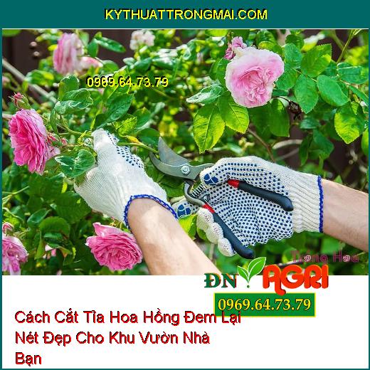 Cách Cắt Tỉa Hoa Hồng Đem Lại Nét Đẹp Cho Khu Vườn Nhà Bạn 