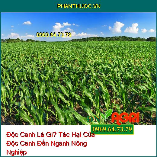 Độc Canh Là Gì? Tác Hại Của Độc Canh Đến Ngành Nông Nghiệp